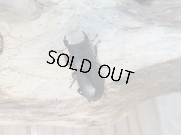 画像2: 新成虫☆F9!ムシモンオオクワガタ♂25ミリ♀フリーサイズペア販売!! (2)