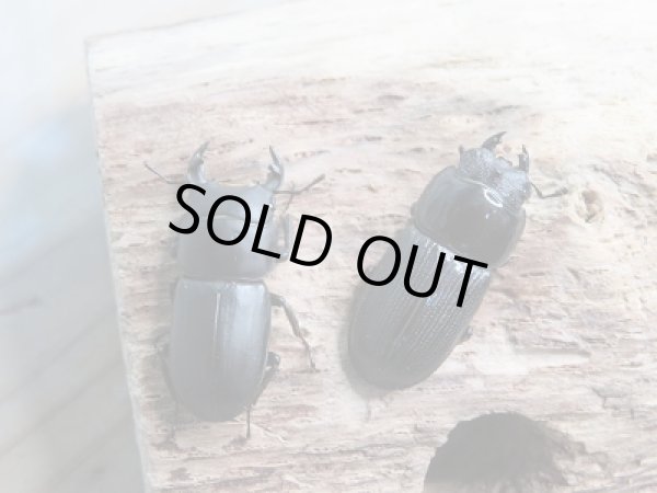 画像4: 新成虫☆F9!ムシモンオオクワガタ♂25ミリ♀フリーサイズペア販売!! (4)