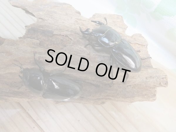 画像5: 新成虫☆F3!グランディスオオクワガタ(ミャンマーグランディス)♂56ミリ♀47ミリペア販売!! (5)