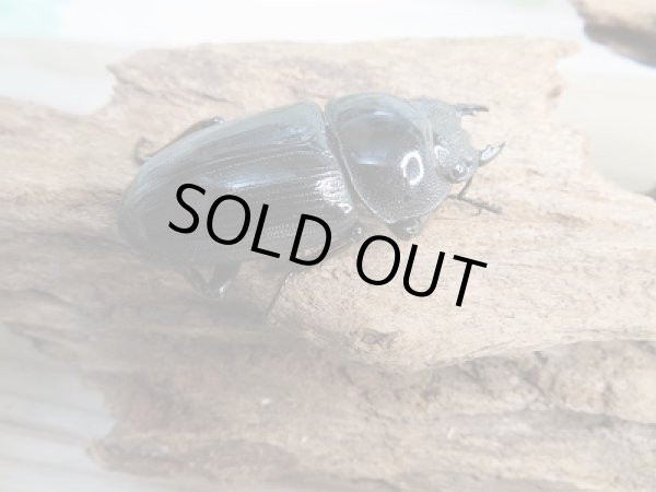 画像4: 新成虫☆グランディスオオクワガタ(インドグランディス)♂71ミリ♀43ミリペア販売!! (4)