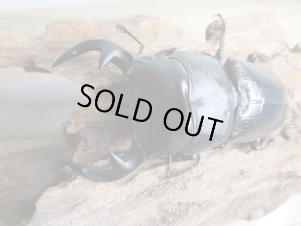 画像2: 新成虫☆グランディスオオクワガタ(インドグランディス)♂71ミリ♀43ミリペア販売!! (2)