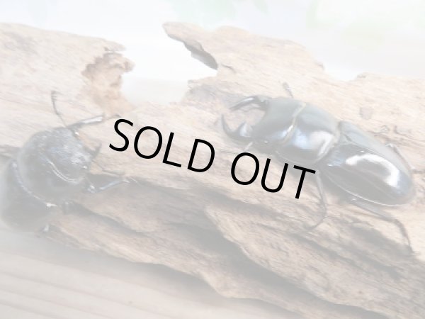 画像5: 新成虫☆F3!グランディスオオクワガタ(ミャンマーグランディス)♂56ミリ♀48ミリペア販売!! (5)