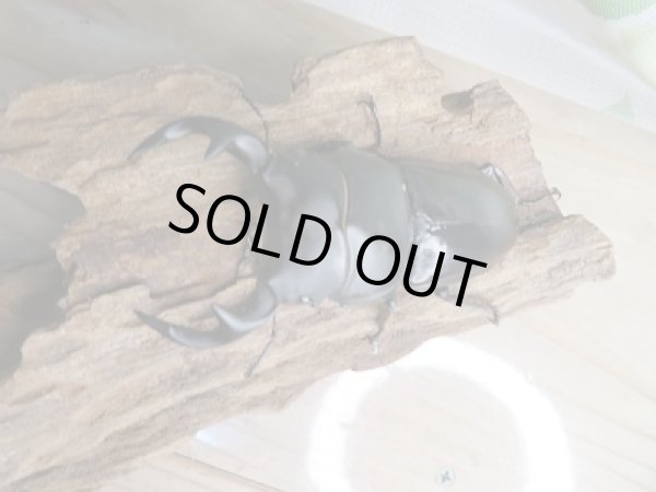 画像2: 新成虫☆グランディスオオクワガタ(インドグランディス)♂76ミリ♀47ミリペア販売!! (2)