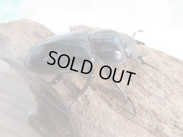 画像4: 新成虫☆F3!グランディスオオクワガタ(ミャンマーグランディス)♂56ミリ♀48ミリペア販売!! (4)