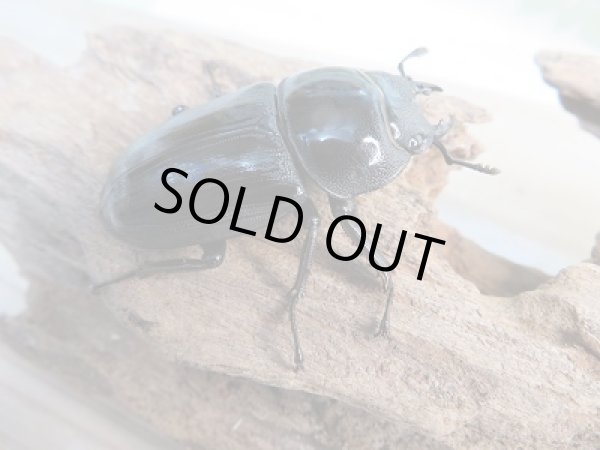 画像4: 新成虫☆グランディスオオクワガタ(インドグランディス)♂76ミリ♀47ミリペア販売!! (4)
