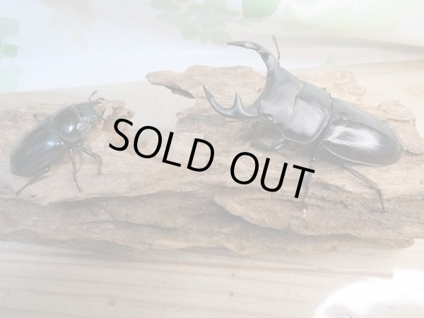 画像5: 新成虫☆グランディスオオクワガタ(インドグランディス)♂76ミリ♀47ミリペア販売!! (5)