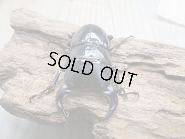 画像2: 新成虫☆F3!グランディスオオクワガタ(ミャンマーグランディス)♂56ミリ♀47ミリペア販売!! (2)