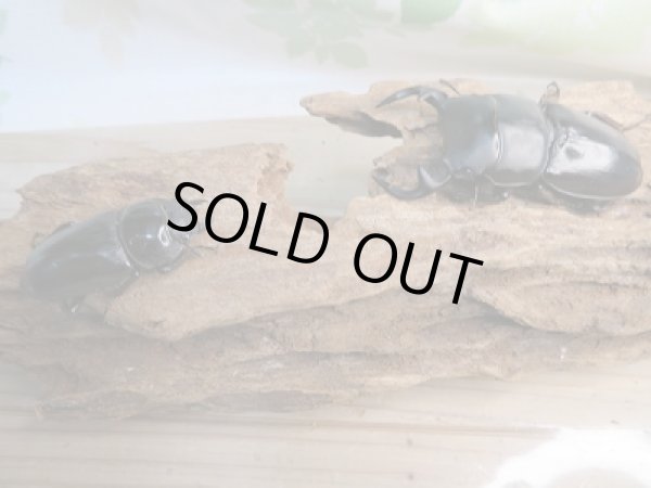 画像5: 新成虫☆グランディスオオクワガタ(インドグランディス)♂71ミリ♀43ミリペア販売!! (5)