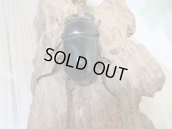 画像3: 新成虫☆F3!グランディスオオクワガタ(ミャンマーグランディス)♂56ミリ♀48ミリペア販売!! (3)