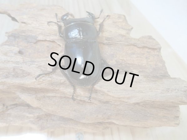 画像3: 新成虫☆F3!グランディスオオクワガタ(ミャンマーグランディス)♂56ミリ♀47ミリペア販売!! (3)