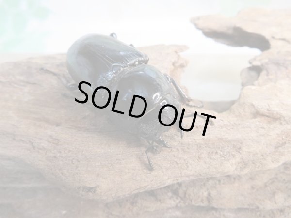 画像4: 新成虫☆F3!グランディスオオクワガタ(ミャンマーグランディス)♂56ミリ♀47ミリペア販売!! (4)