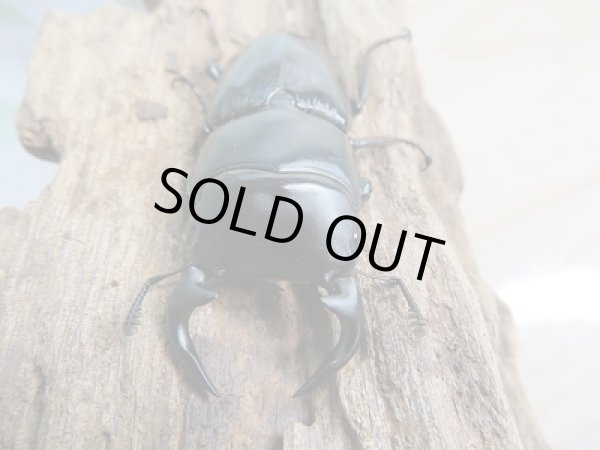 画像2: 新成虫☆F3!グランディスオオクワガタ(ミャンマーグランディス)♂56ミリ♀48ミリペア販売!! (2)