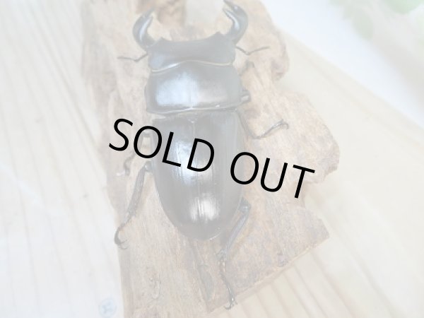 画像3: 新成虫☆グランディスオオクワガタ(インドグランディス)♂76ミリ♀47ミリペア販売!! (3)