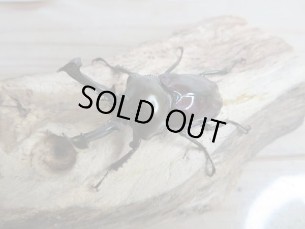 画像2: 紫紺パープル血統☆新成虫!ニジイロクワガタ♂50♀フリーサイズペア+♀フリーサイズトリオ販売!! (2)