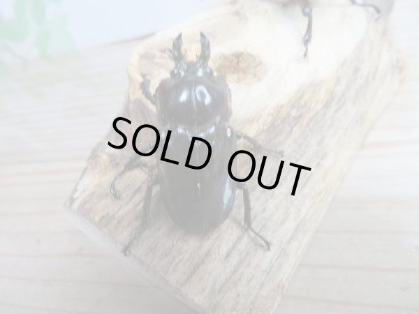 画像3: 紫紺パープル血統☆新成虫!ニジイロクワガタ♂50♀フリーサイズペア+♀フリーサイズトリオ販売!! (3)