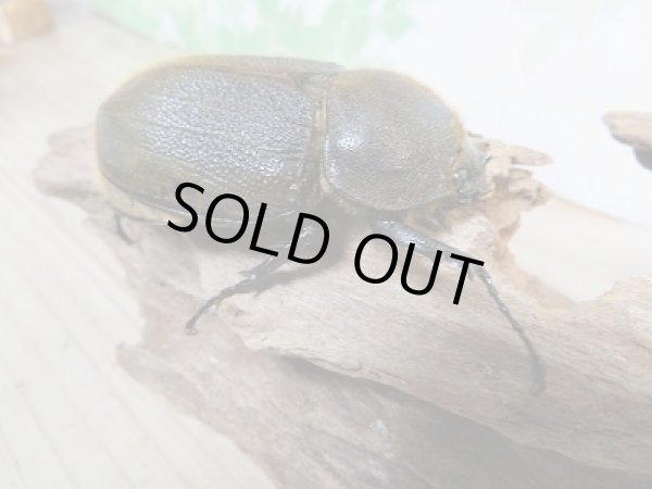 画像4: 新成虫☆D.H.レイディ♂85ミリ♀64ミリペア販売!! (4)