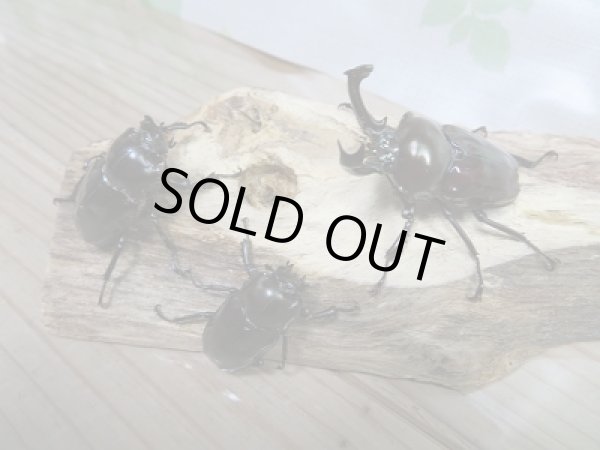 画像4: 紫紺パープル血統☆新成虫!ニジイロクワガタ♂50♀フリーサイズペア+♀フリーサイズトリオ販売!! (4)