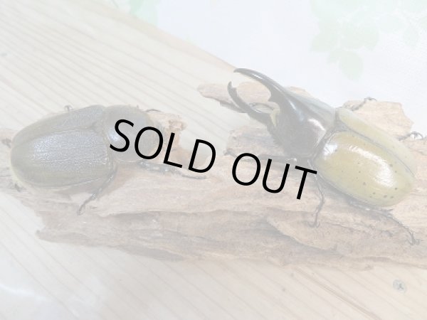 画像5: 新成虫☆D.H.レイディ♂85ミリ♀64ミリペア販売!! (5)