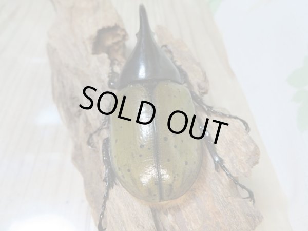 画像3: 新成虫☆D.H.レイディ♂85ミリ♀64ミリペア販売!! (3)