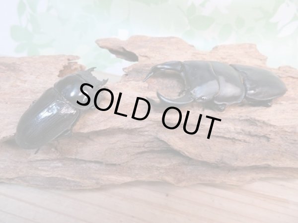 画像5: 新成虫☆F4☆チベット自治区察隅県産!ホペイオオクワガタ♂72ミリ♀45ミリペア販売!! (5)