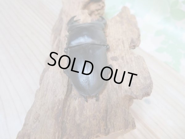 画像3: 新成虫☆F4☆チベット自治区察隅県産!ホペイオオクワガタ♂72ミリ♀45ミリペア販売!! (3)