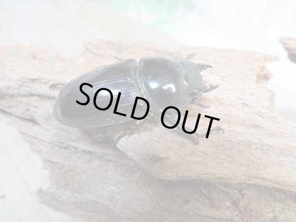 画像4: 新成虫☆グランディスオオクワガタ(インドグランディス)♂79ミリ♀44ミリペア販売!! (4)