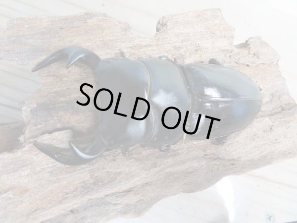 画像2: 新成虫☆グランディスオオクワガタ(インドグランディス)♂79ミリ♀44ミリペア販売!! (2)