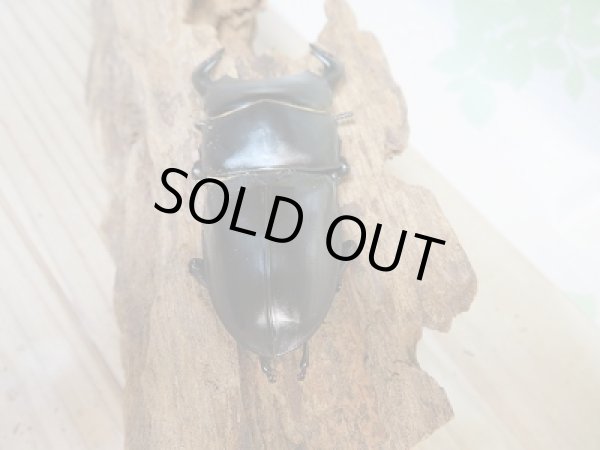 画像3: 新成虫☆グランディスオオクワガタ(インドグランディス)♂79ミリ♀44ミリペア販売!! (3)