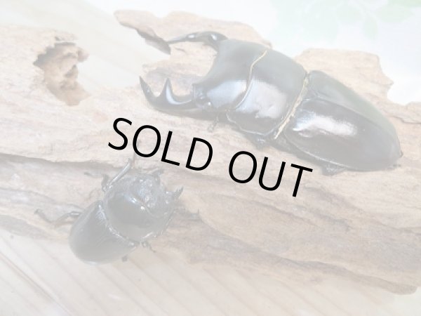 画像5: 新成虫☆グランディスオオクワガタ(インドグランディス)♂79ミリ♀44ミリペア販売!! (5)