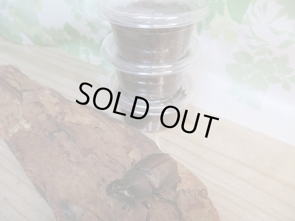 画像2: F3☆マルガリータヒナカブト初二令幼虫3頭セット販売！！ (2)