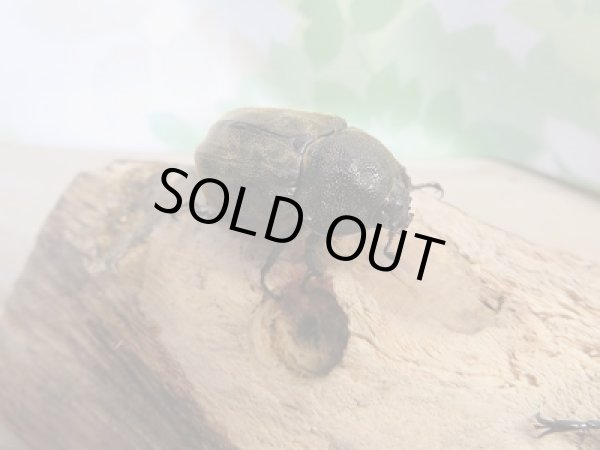 画像2: 新成虫!F2☆サビイロカブト♂34ミリ♀フリーサイズペア販売!! (2)