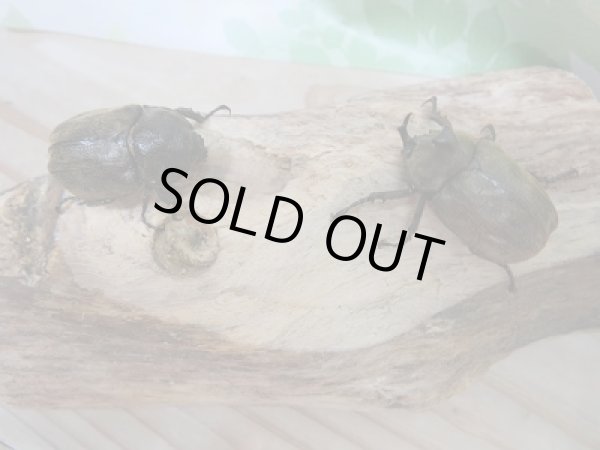 画像3: 新成虫!F2☆サビイロカブト♂34ミリ♀フリーサイズペア販売!! (3)