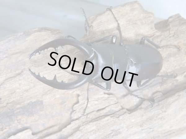 画像2: 和歌山県産☆WD☆ノコギリクワガタ♂59ミリ♀フリーサイズペア+飼育ケース付き販売!! (2)