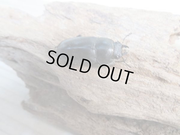 画像4: 和歌山県産☆WD☆ノコギリクワガタ♂55ミリ♀フリーサイズペア+飼育ケース付き販売!! (4)