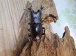 画像3: 和歌山県産☆WD☆ノコギリクワガタ♂55ミリ♀フリーサイズペア＋飼育ケース付き販売！！ (3)