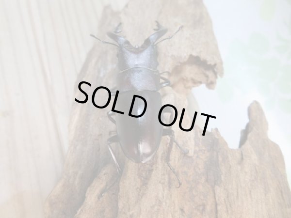 画像3: 和歌山県産☆WD☆ノコギリクワガタ♂55ミリ♀フリーサイズペア+飼育ケース付き販売!! (3)