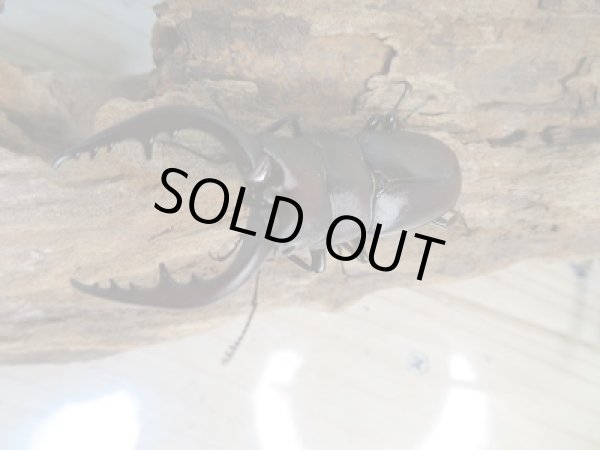 画像2: 和歌山県産☆WD☆ノコギリクワガタ♂55ミリ♀フリーサイズペア+飼育ケース付き販売!! (2)