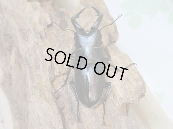 画像3: 和歌山県産☆WD☆ノコギリクワガタ♂59ミリ♀フリーサイズペア+飼育ケース付き販売!! (3)