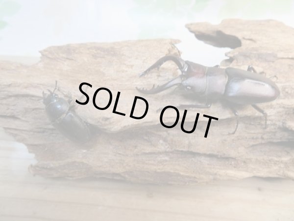 画像5: 和歌山県産☆WD☆ノコギリクワガタ♂55ミリ♀フリーサイズペア+飼育ケース付き販売!! (5)