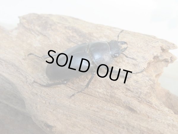 画像4: 和歌山県産☆WD☆ノコギリクワガタ♂59ミリ♀フリーサイズペア+飼育ケース付き販売!! (4)