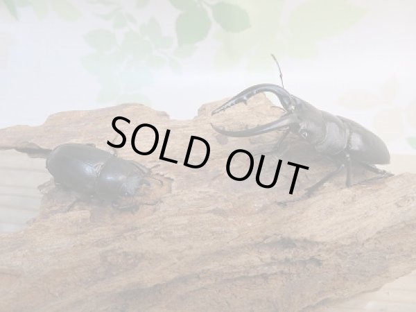 画像5: 和歌山県産☆WD☆ノコギリクワガタ♂59ミリ♀フリーサイズペア+飼育ケース付き販売!! (5)