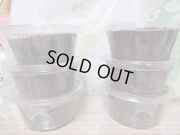 画像3: ☆D.H.ヘラクレス☆初二令幼虫3頭セット販売!! (3)