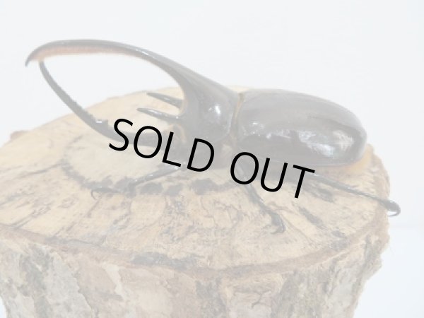 画像2: 希少産地☆ミンド産☆ネプチューンオオカブト初二令幼虫3頭セット販売!! (2)