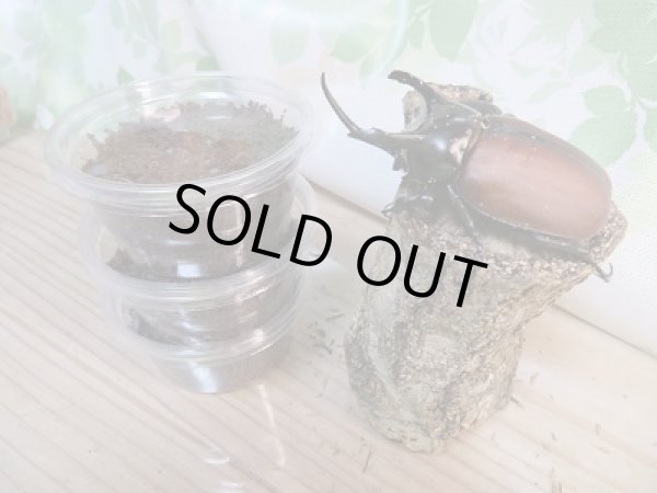 画像3: ☆WF1☆サンボンツノカブト初二令幼虫3頭セット販売!! (3)