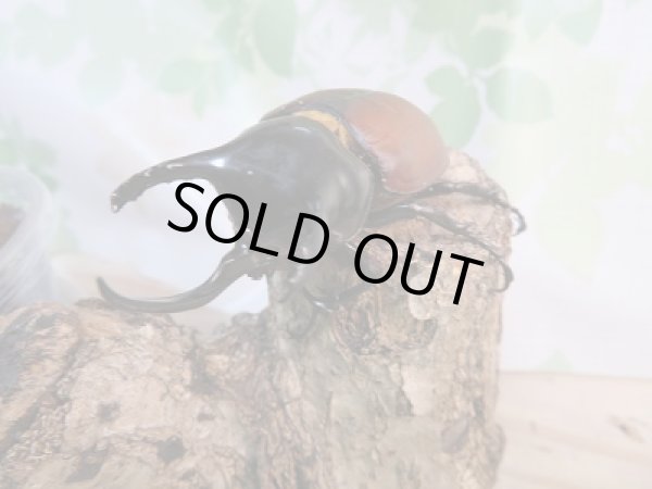 画像2: ☆WF1☆サンボンツノカブト初二令幼虫3頭セット販売!! (2)