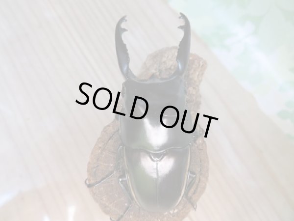 画像3: ☆ウォレスノコギリクワガタ☆初二令幼虫3頭セット販売!! (3)