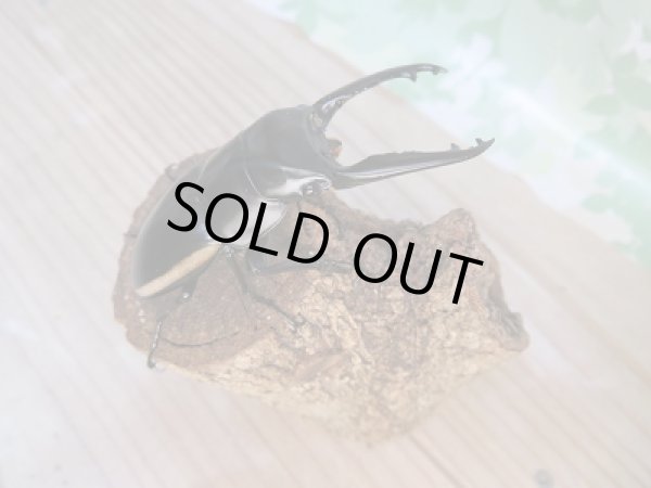 画像2: ☆ウォレスノコギリクワガタ☆初二令幼虫3頭セット販売!! (2)