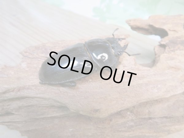 画像4: オオクワ301様より!!本日入荷☆能勢YG血統☆♂79ミリ♀50ミリ新成虫ペア販売!! (4)