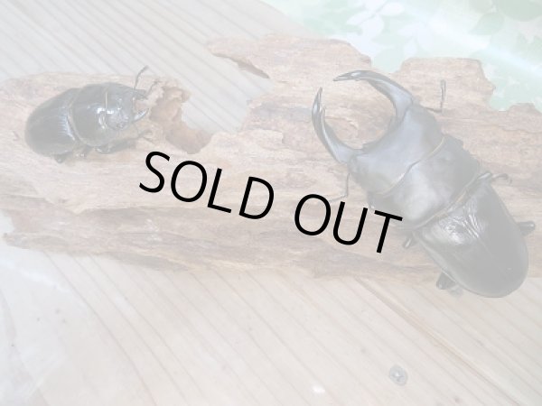 画像5: オオクワ301様より!!本日入荷☆能勢YG血統☆♂79ミリ♀50ミリ新成虫ペア販売!! (5)