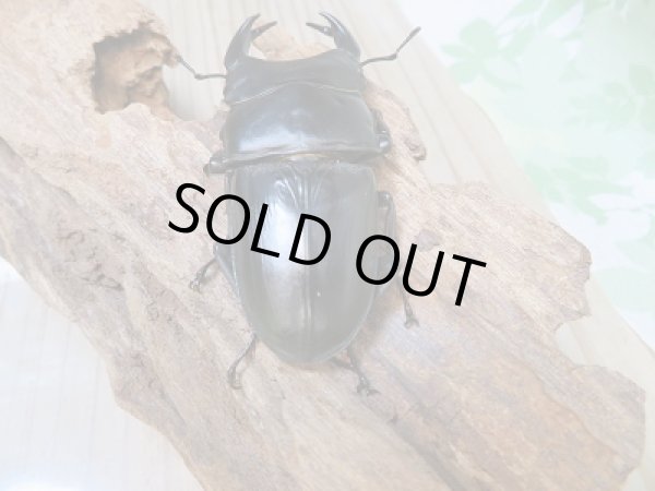 画像3: オオクワ301様より!!本日入荷☆能勢YG血統☆♂79ミリ♀50ミリ新成虫ペア販売!! (3)